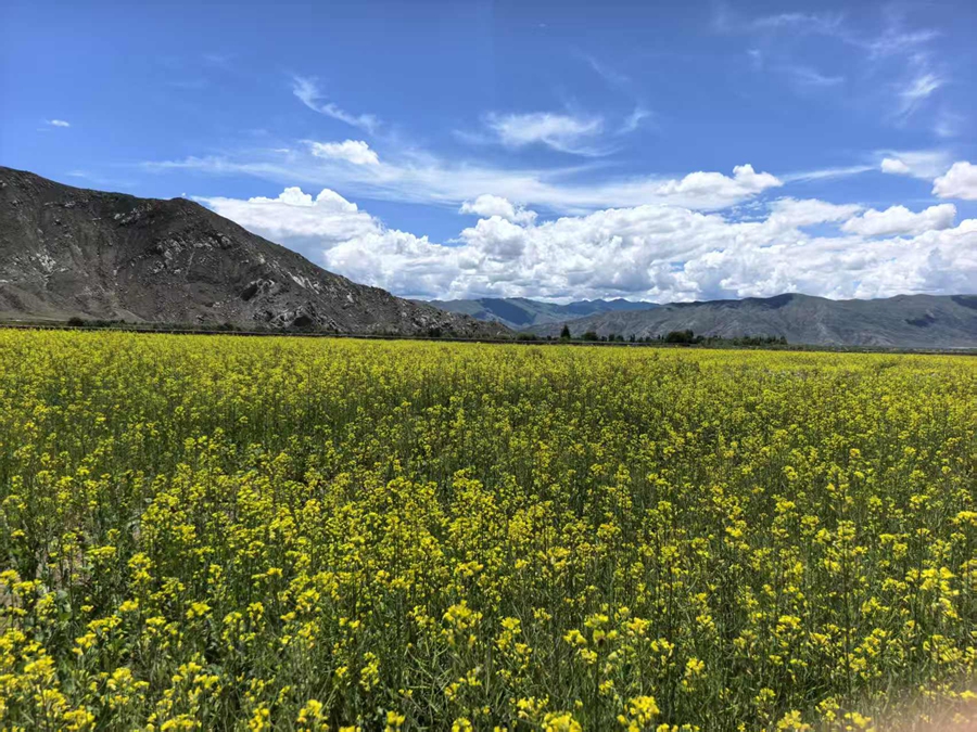 Zhanang'da Yüksek Rakımın Bereketi: Tibet Platosu'ndan Yüksek Kaliteli Kanola Yağı