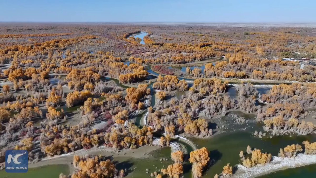 Tarım Nehri'ne Ekoloji Desteği: Xinjiang'da Doğal Yaşam Canlanıyor