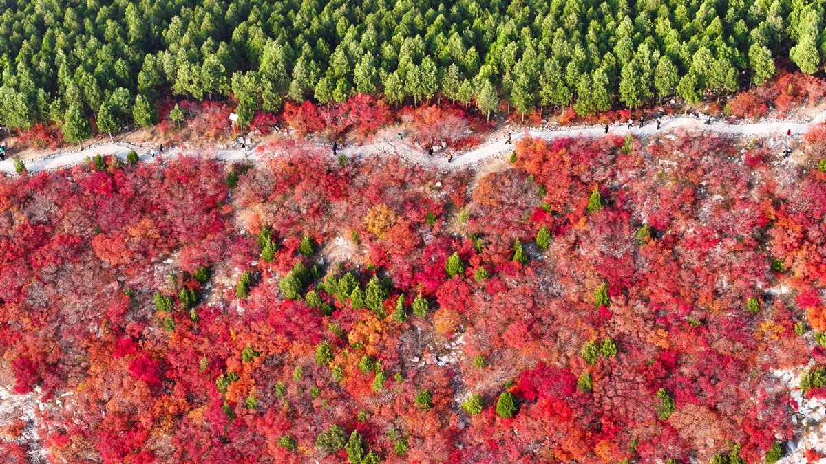 Jinan'da Xiezi Dağı'nın Muhteşem Sonbahar Manzarası