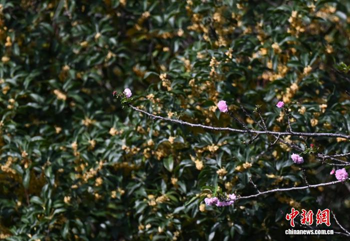 Hangzhou Batı Gölü'nde Mevsim Dışı Açan Kiraz Çiçekleri Büyülüyor