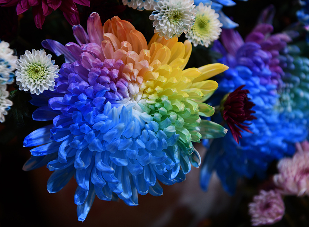 Kaifeng'de Biyoteknoloji ile Üretilen Yedi Renkli Kasımpatıları Görücüye Çıktı