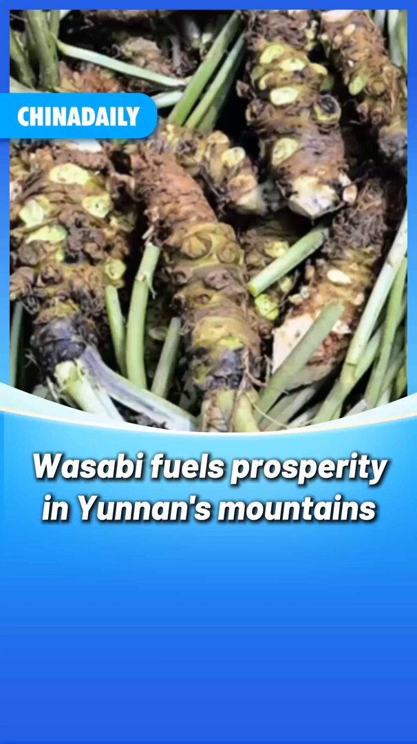 Yunnan'dan Dünya Sofralarına: Wumeng Dağları'ndan Premium Wasabi İhracatı