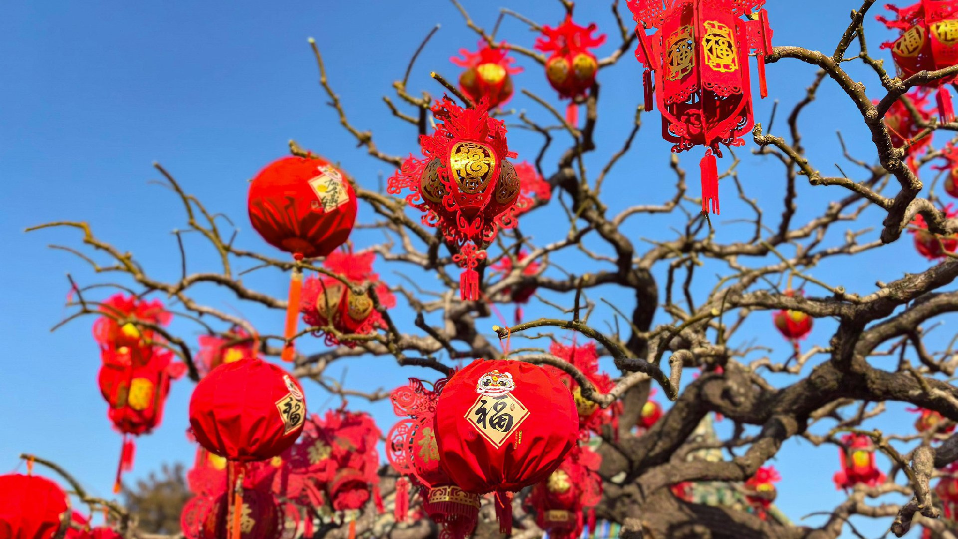 Xi Jinping'den Yeni Yıl Kutlaması
