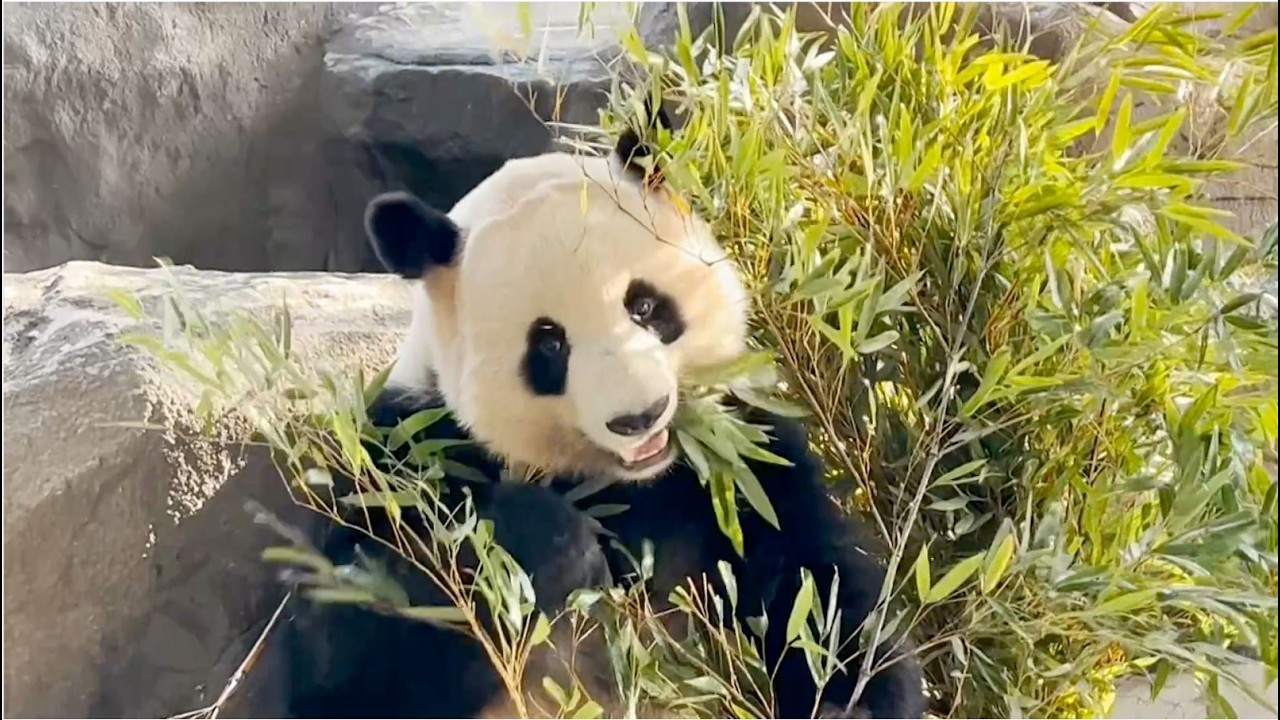 Fuzhou'da Beş Yeni Panda