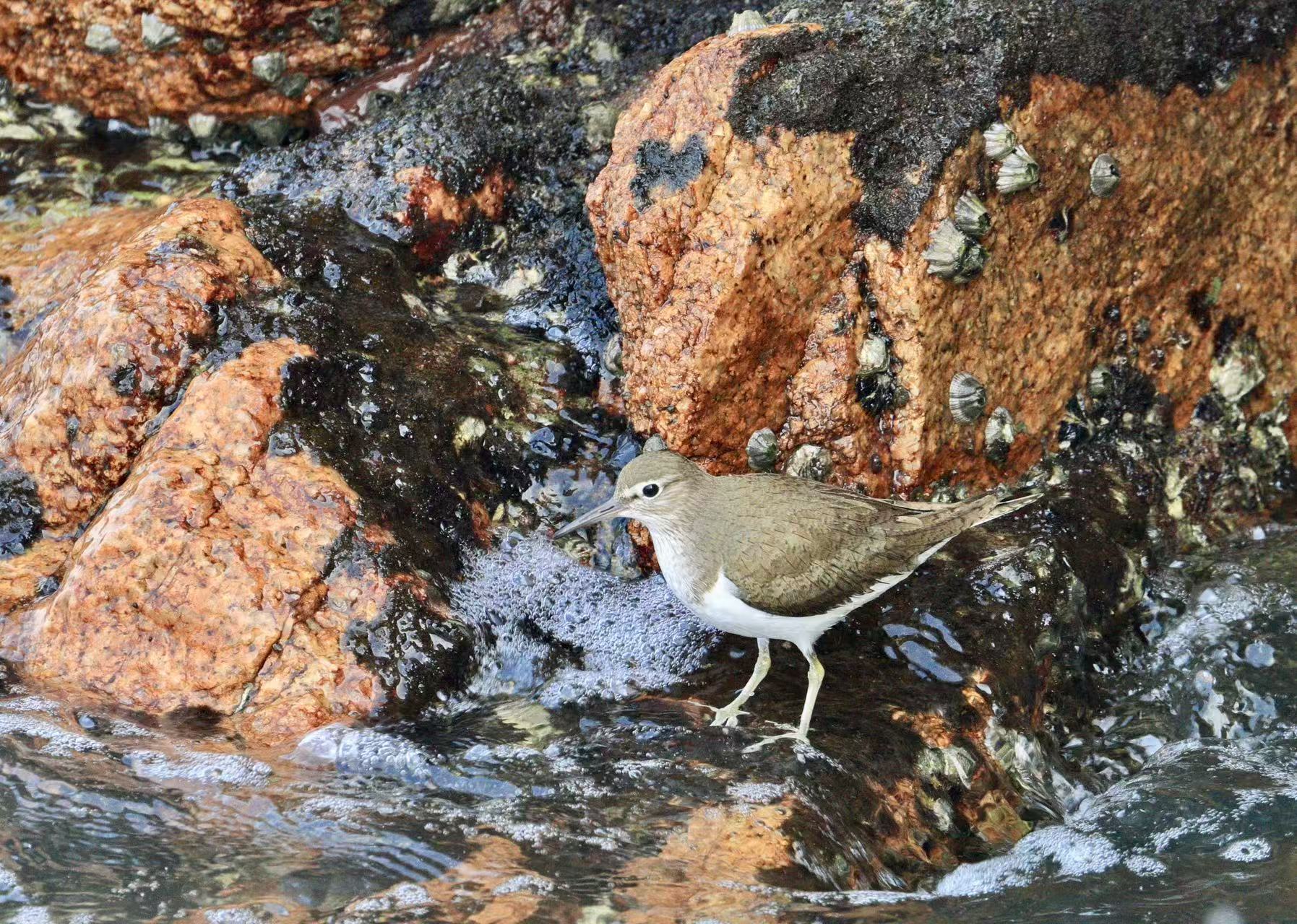 Zhuhai'da Yeni Kuş Gözlemi