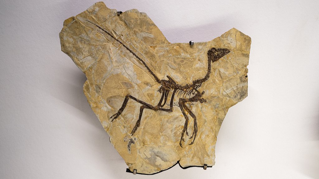 Argentina'da Küçük Dinozor Fosili Bulundu