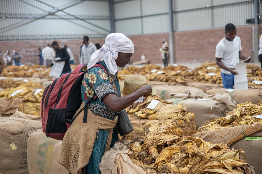 Zimbabve Tütün Sezonunu Açtı