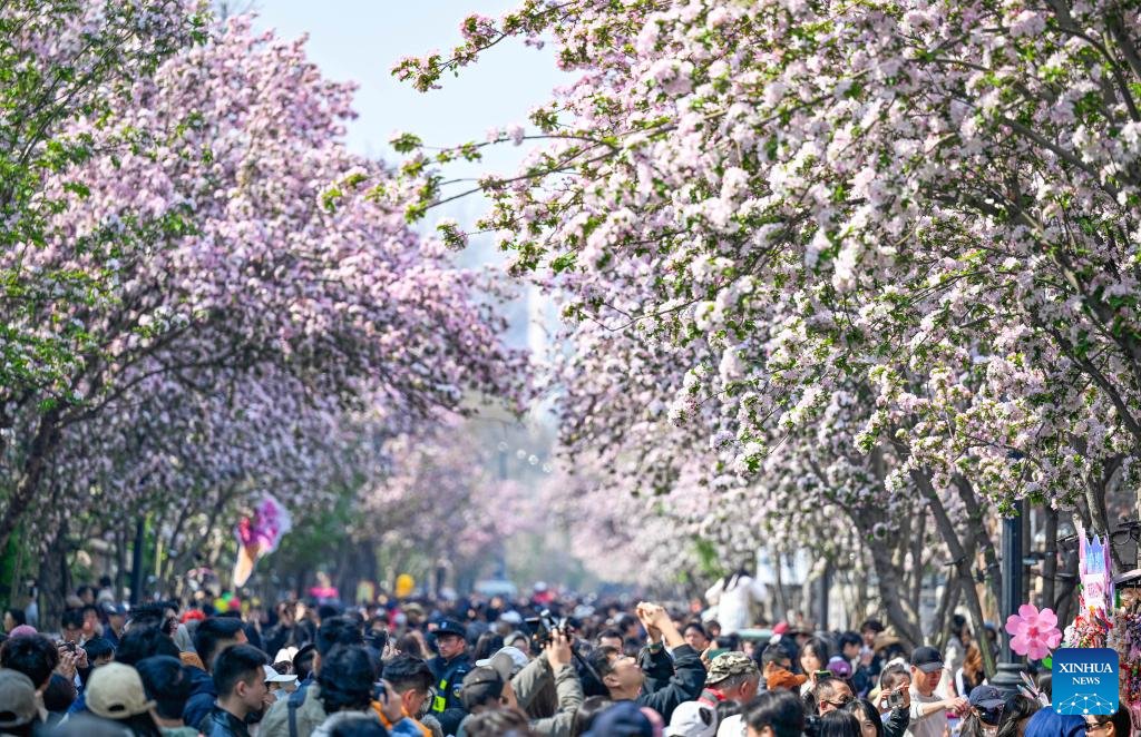 Tianjin'deki Çiçek Festivali