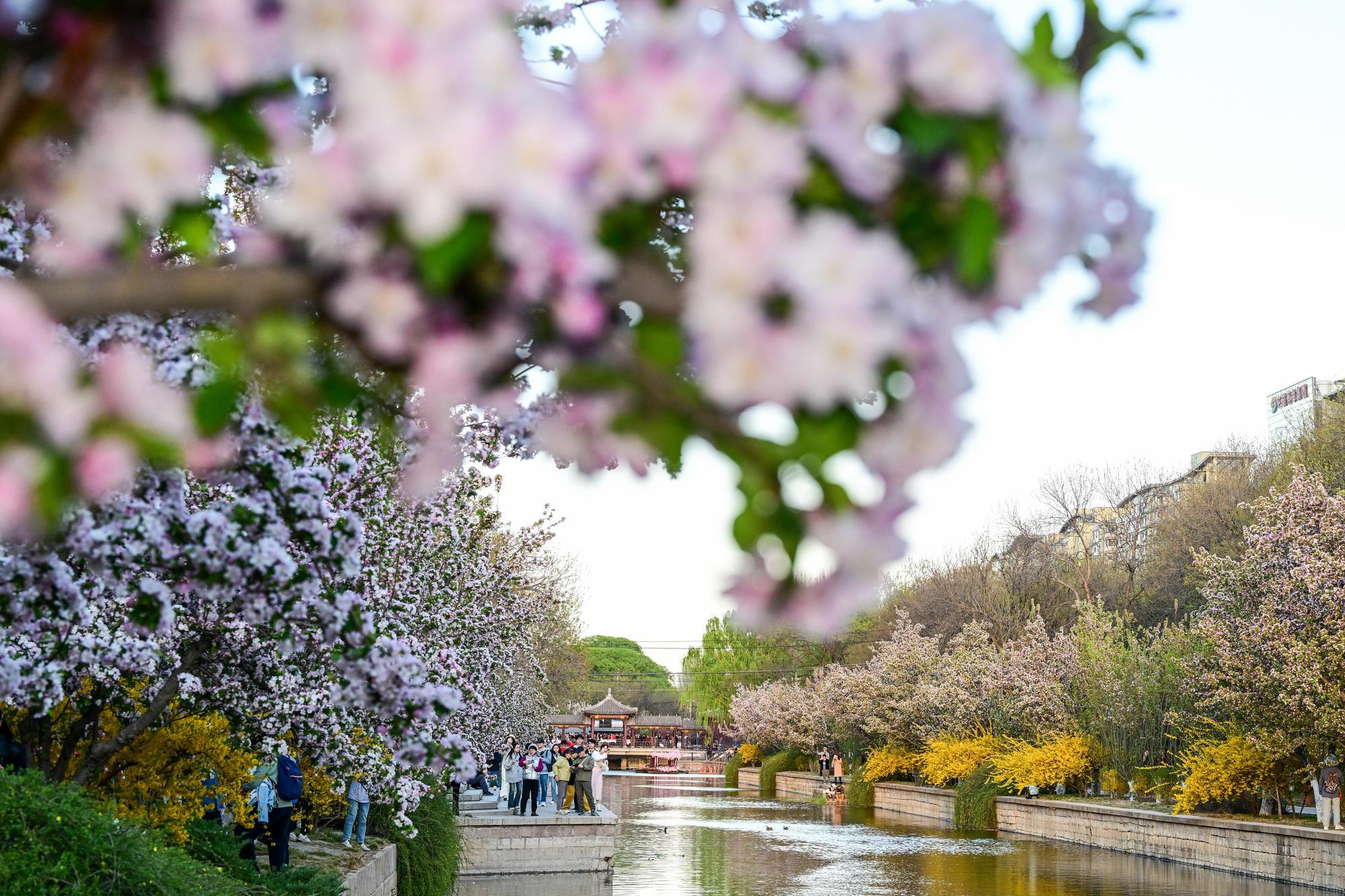 Qingming Festivali Coşkusu