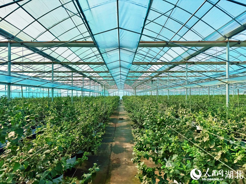 Akıllı sulama sistemi ile çilek üretimi artıyor