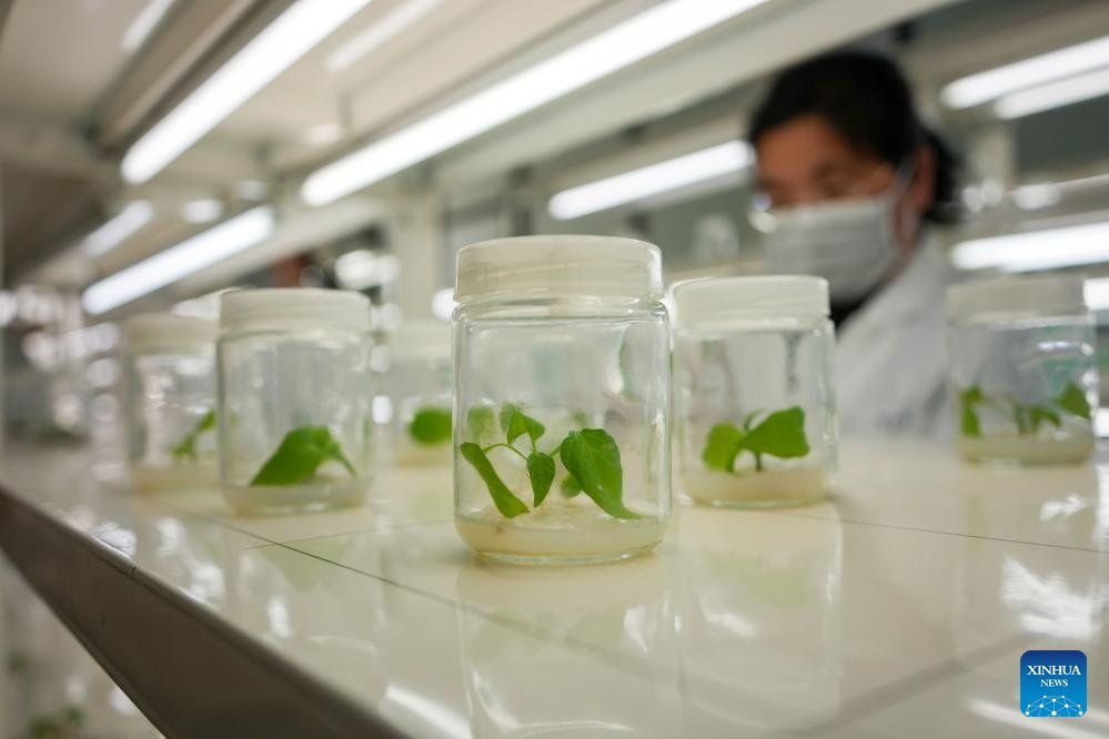 Shandong'daki Merkezi Sebze Tohumlarıyla Geleceği Şekillendiriyor