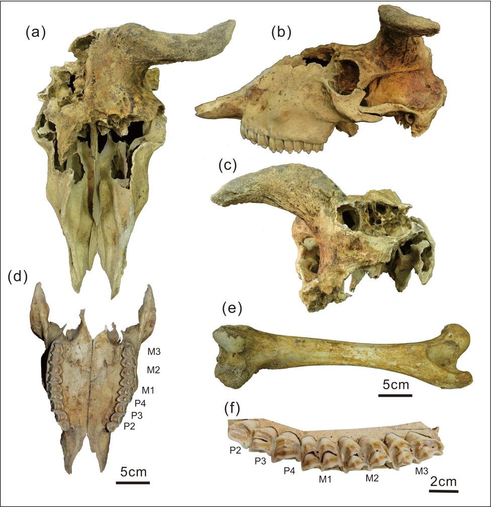 Çin'de Takin Fosilinin Keşfi Bilim Dünyasında Heyecan Yarattı