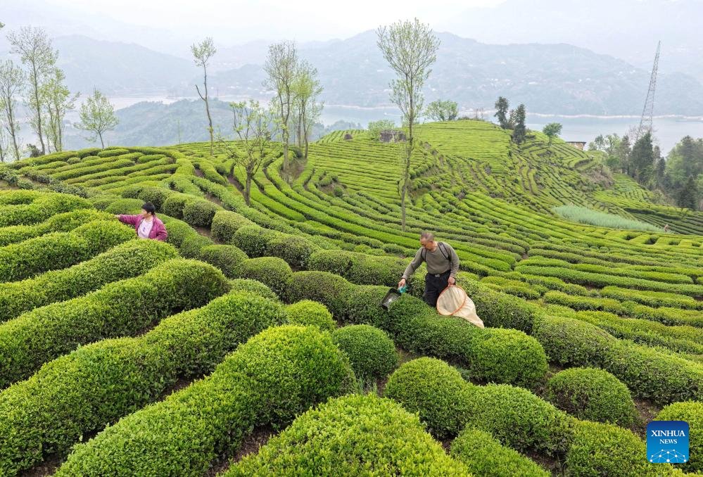 Çin'de Bahar Tarımı Tüm Hızıyla Devam Ediyor