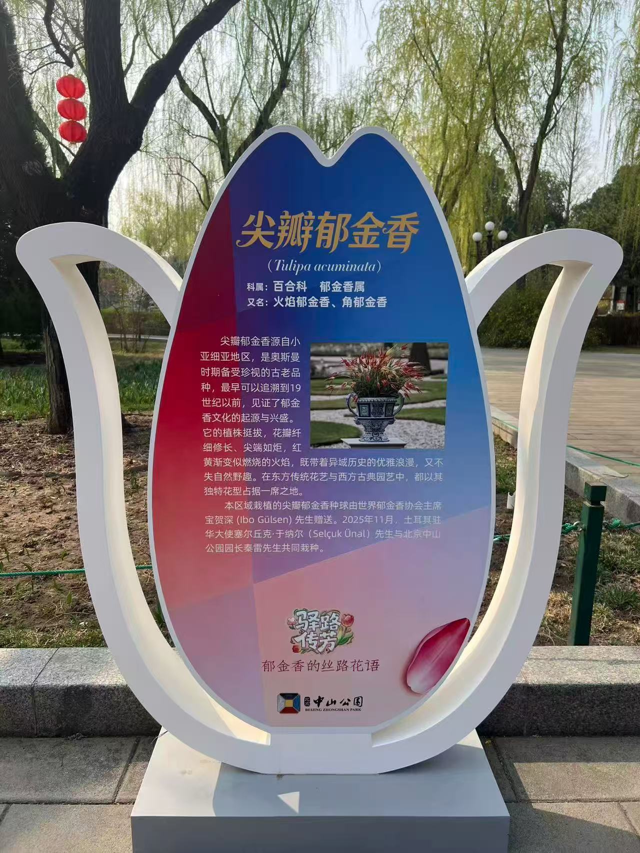 Beijing'de 31. Çiçek ve Lale Festivali Başladı