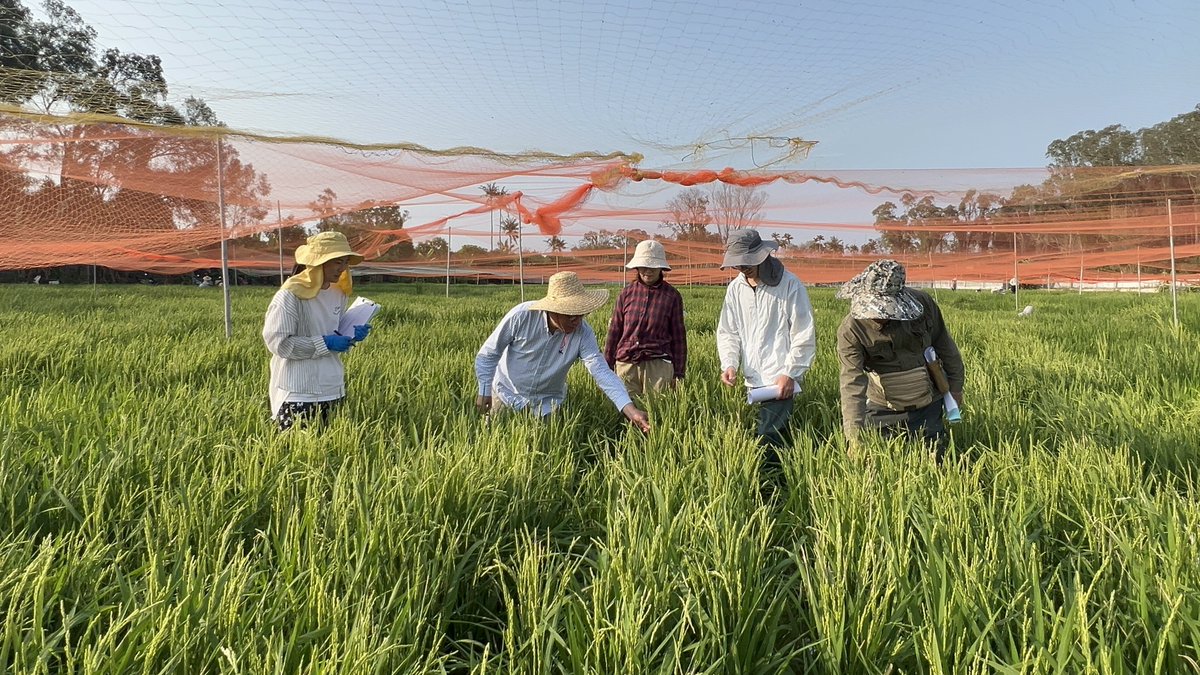 Yeni Gen Keşfi Pirinç Üretiminde Devrim Yarattı
