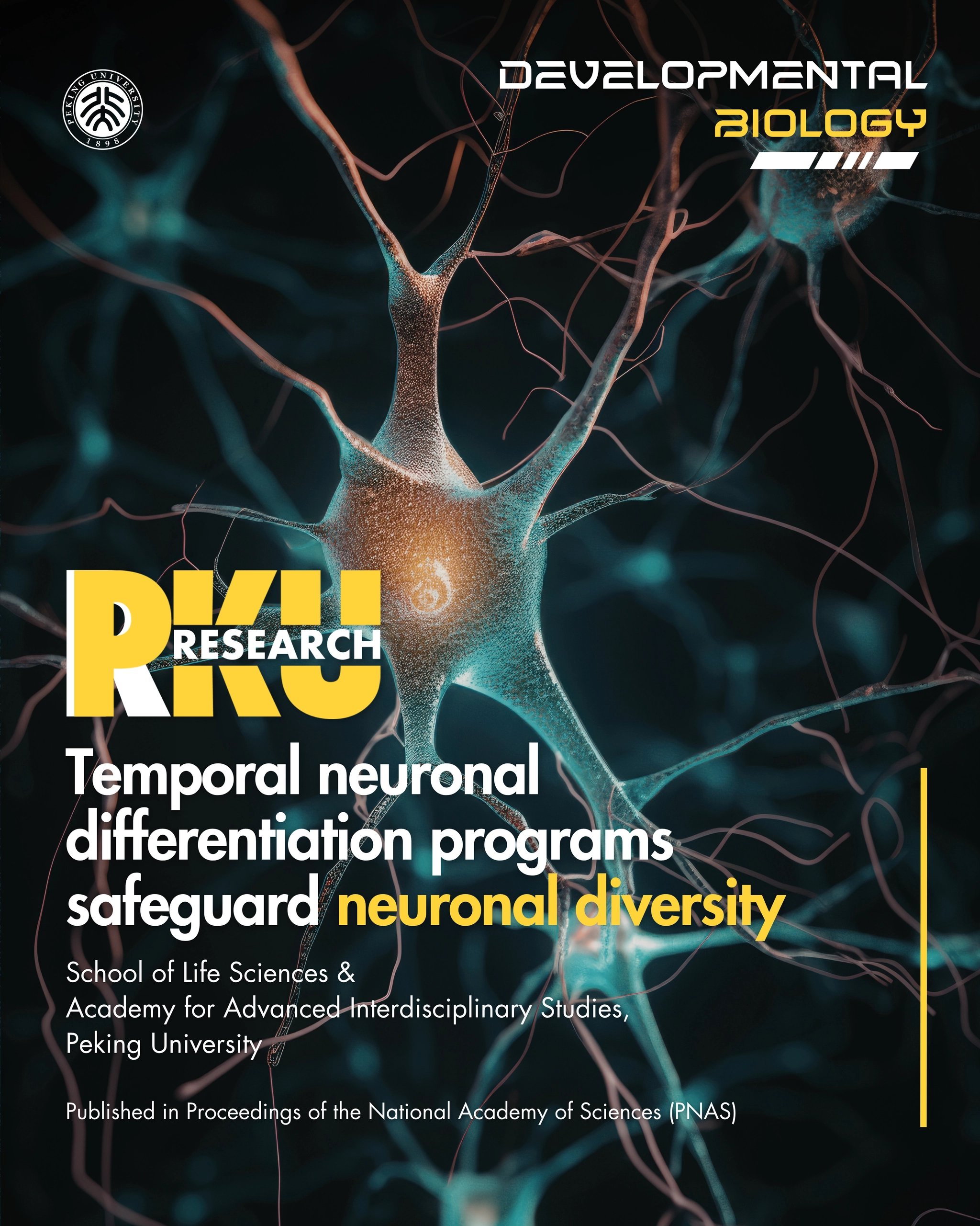 Beyin Gelişimi Üzerine Önemli Bir Keşif Yapıldı