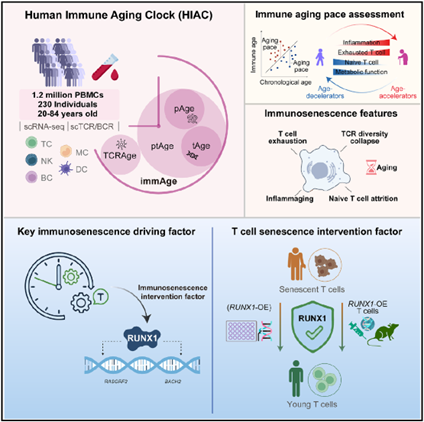 Yeni bir buluş, bağışıklık sistemini genç tutabilir mi?