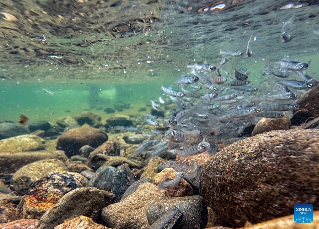 Çin, Tumenjiang Nehri'ne neden 600,000 somon yavrusu bıraktı?
