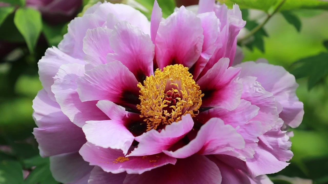 Luoyang'daki peony festivali ne gibi etkinlikler sunuyor?