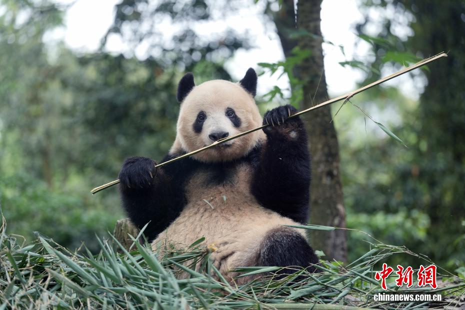 Xiang Xiang, Sichuan'da Bahar Keyfi Yaşıyor