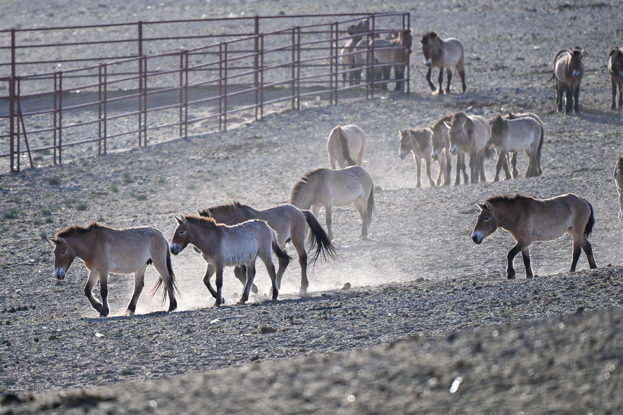 Kalamaili Doğa Koruma Alanı'na 30 Przewalski Atı Salındı
