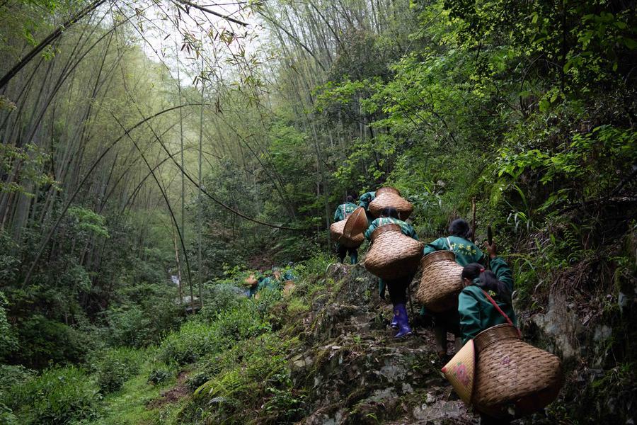 Anhui'de Taiping Houkui Çayında Yoğun Hasat Dönemi