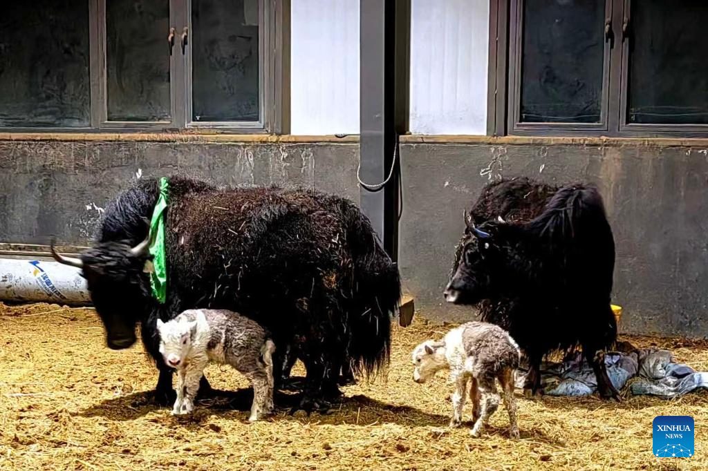 Çinli Bilim İnsanlarından Yak Klonlama Başarısı