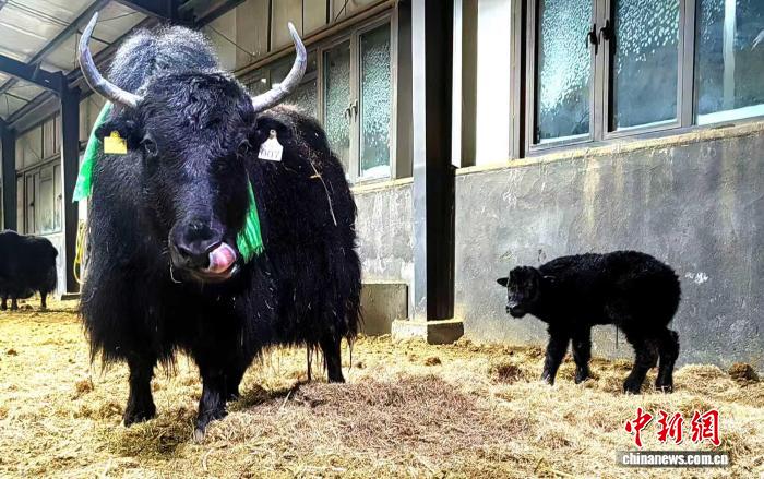 Çinli bilim insanları yaks klonlamada başarı sağladı