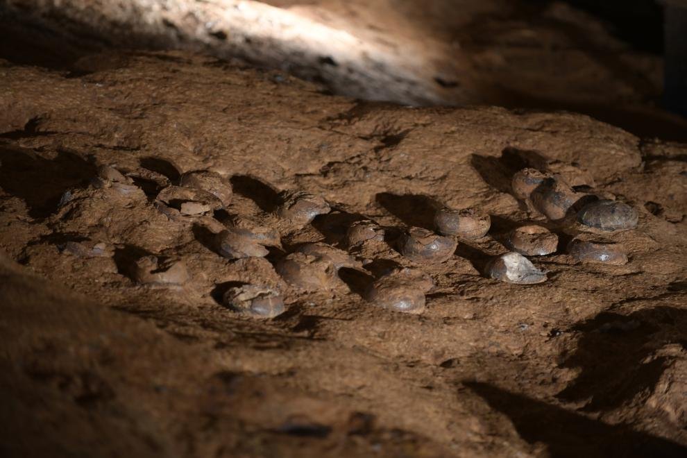 Çinli bilim insanları dinozor yumurtası fosillerini koruyor