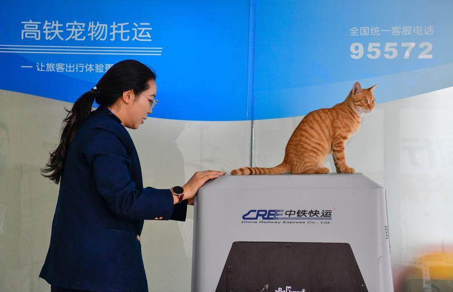 Çin'de Evcil Hayvan Emanet Hizmetlerine Yoğun İlgi