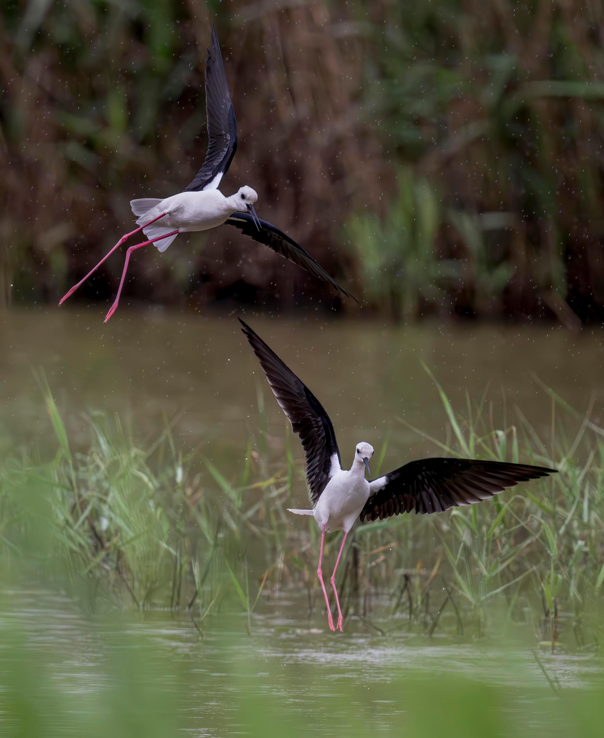 Minjiang Nehri Ağızı, Kuş Göçü için Önemli Nokta