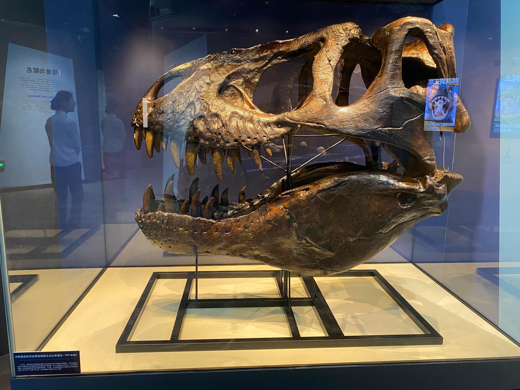 Pekin'de Tyrannosaurus rex Sergisi Açıldı