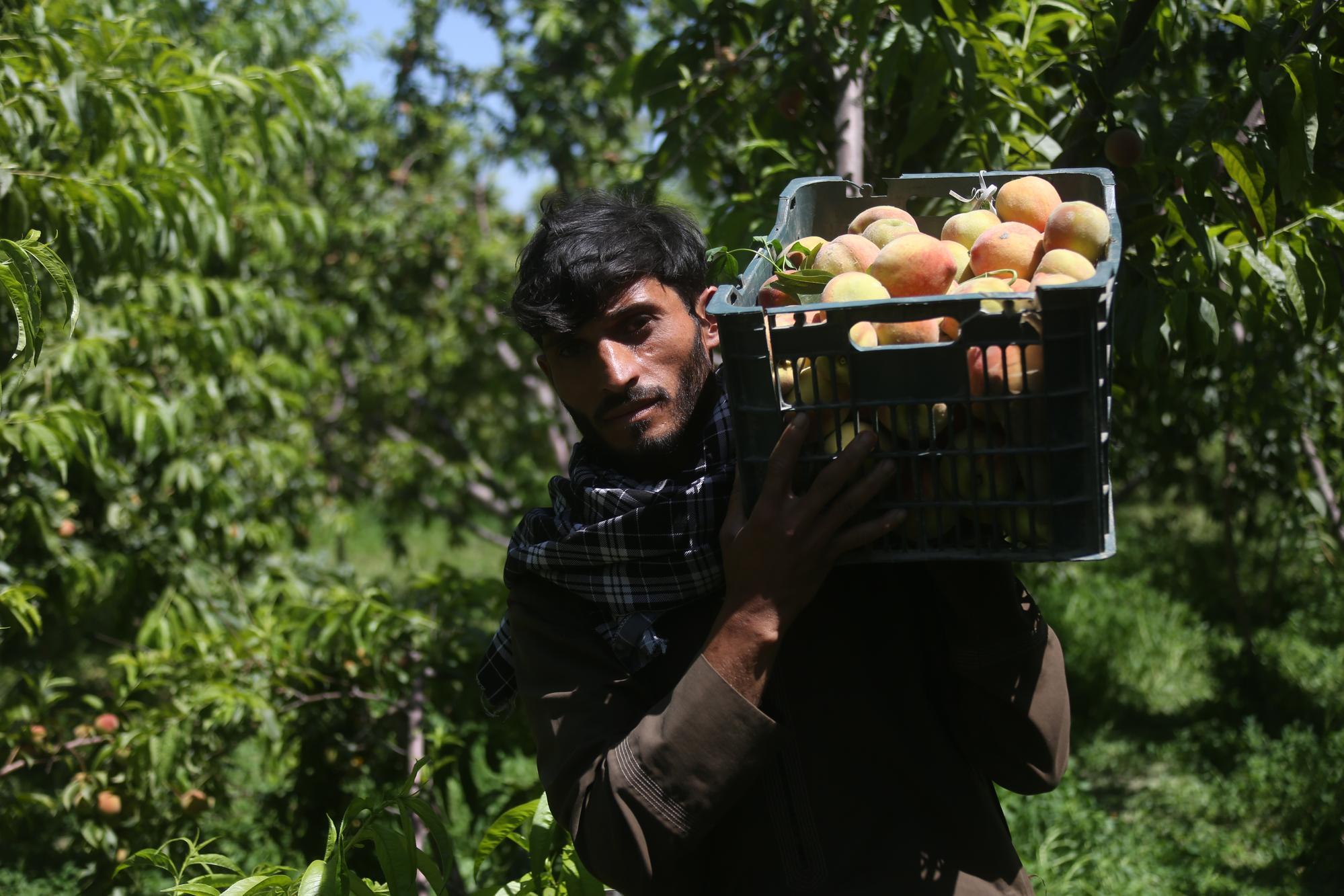 Afganistan'da Yağışlar, Çiftçilere Umut Verdi