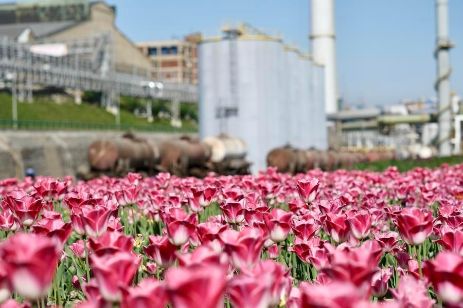Zijin Copper, Sürdürülebilir Madencilikle Çevreyi Koruyor