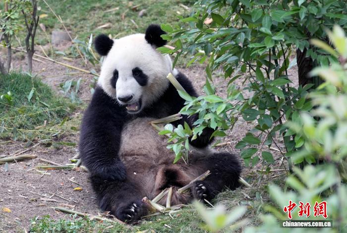 Sichuan'daki dev pandalar sevimlilikleriyle göz dolduruyor