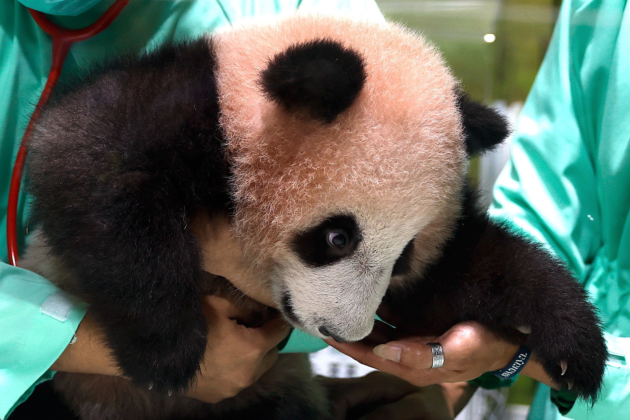 Endonezya'nın İlk Panda Yavrusu Sağlıklı Büyüyor
