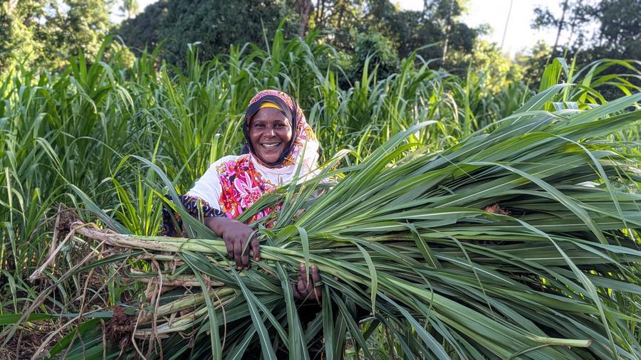 Zanzibar'daki çiftçilere Juncao teknolojisi umut oldu