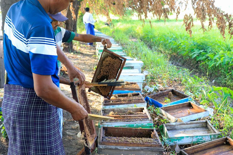 Myanmar'da 800 Arıcı Dünya Arı Günü'nü Kutladı