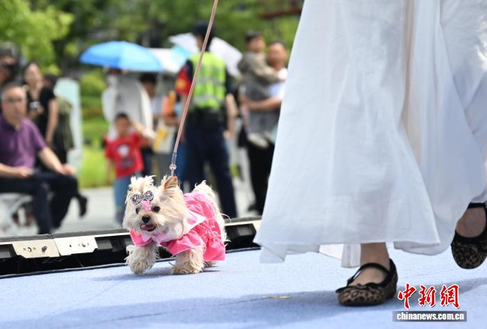 Hangzhou'da başarılı bir hayvan etkinliği gerçekleştirildi