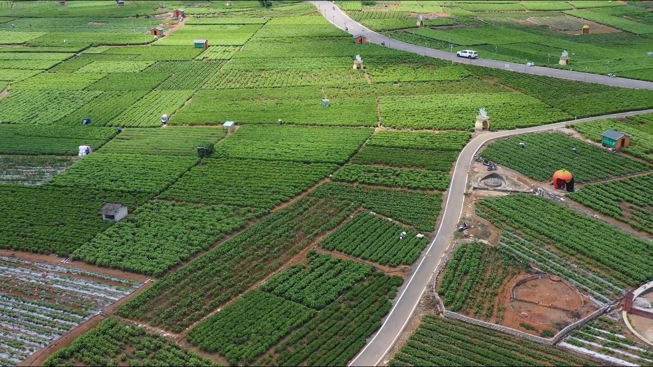 Jasmine flower's journey in global tea market