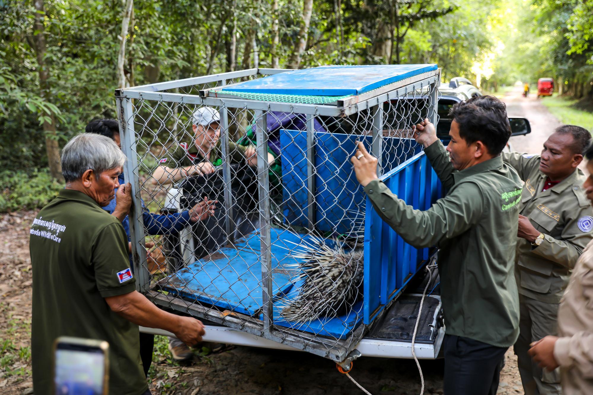 Angkor Arkeolojik Parkı'na iki vahşi kirpi salındı