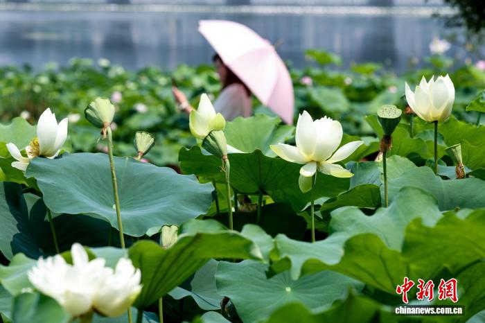 Wuhan'daki Lotus Çiçekleri Şehri Güzelleştiriyor