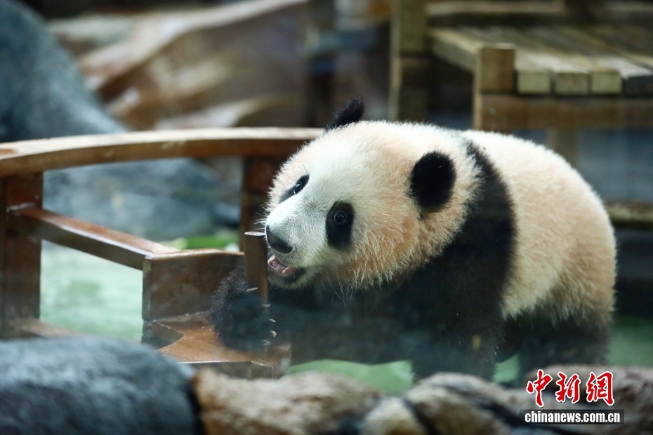 Endonezya'da Dev Panda Rio Kamuoyuna Tanıtıldı