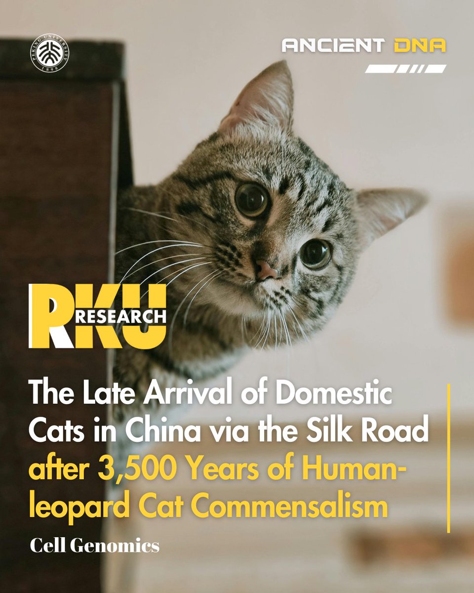 Antik DNA Çalışması, Kedilerin Çin'e Geliş Tarihini Aydınlattı