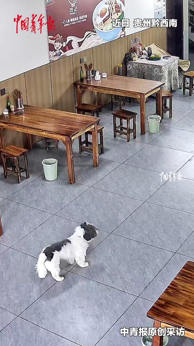 Sahibi İş Seyahatindeyken Köpeğin Dostlarıyla Buluşması Gündem Oldu