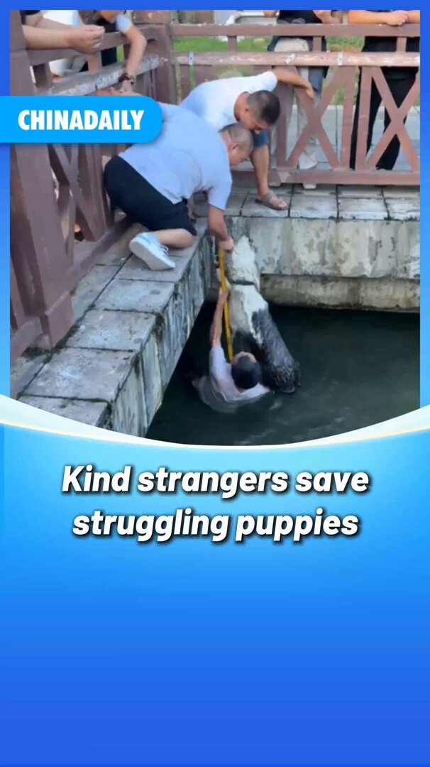 Çin'de Sahildeki Yavru Köpekler Son Anda Kurtarıldı